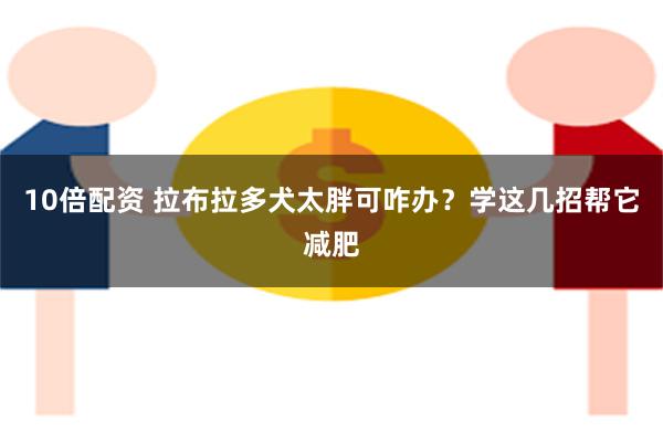 10倍配资 拉布拉多犬太胖可咋办？学这几招帮它减肥