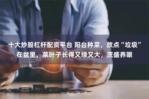 十大炒股杠杆配资平台 阳台种菜，放点“垃圾”在盆里，菜叶子长得又绿又大，茂盛养眼